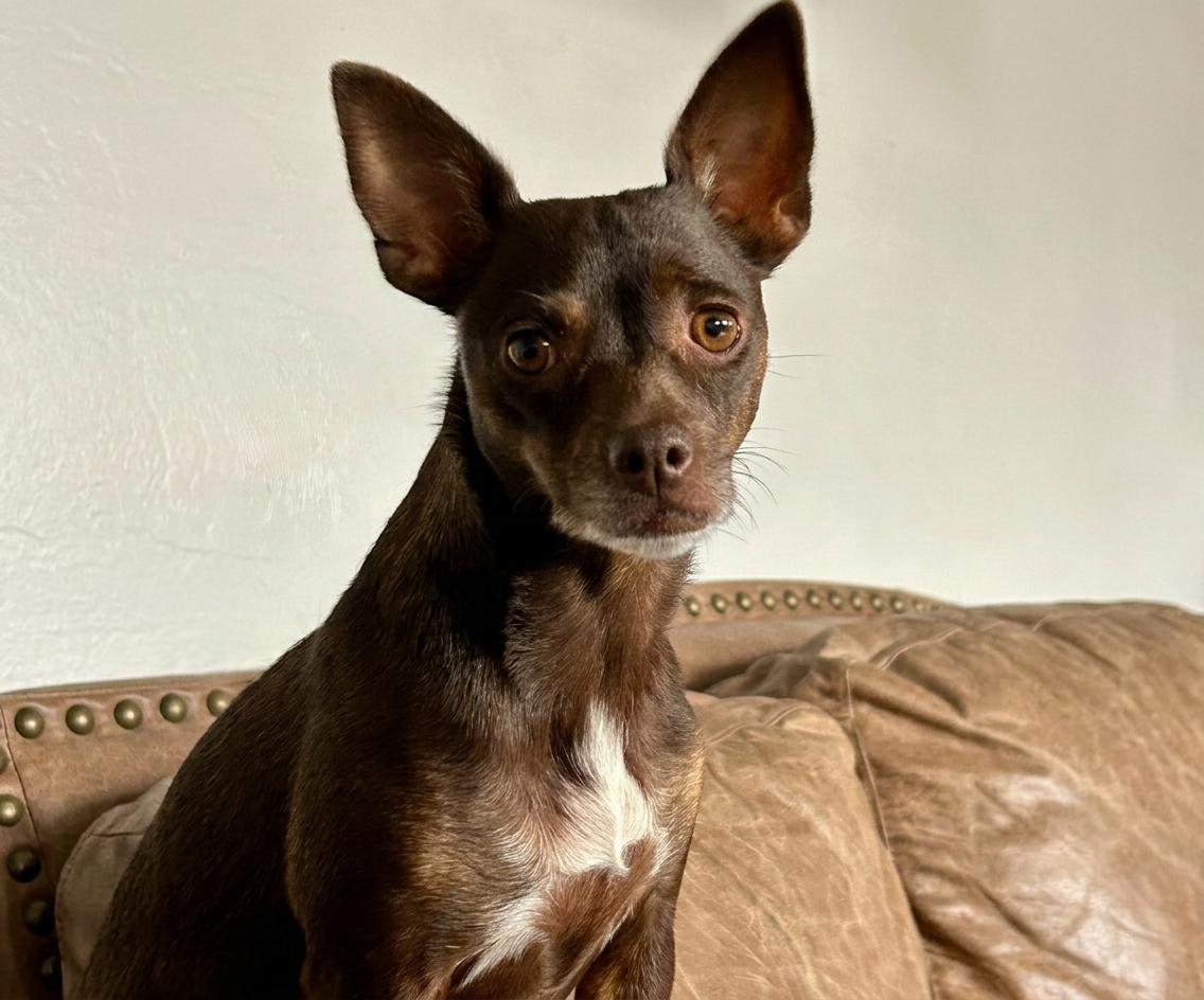 Hanna the Chihuahua running full stride across a grass field with a baseball in her mouth